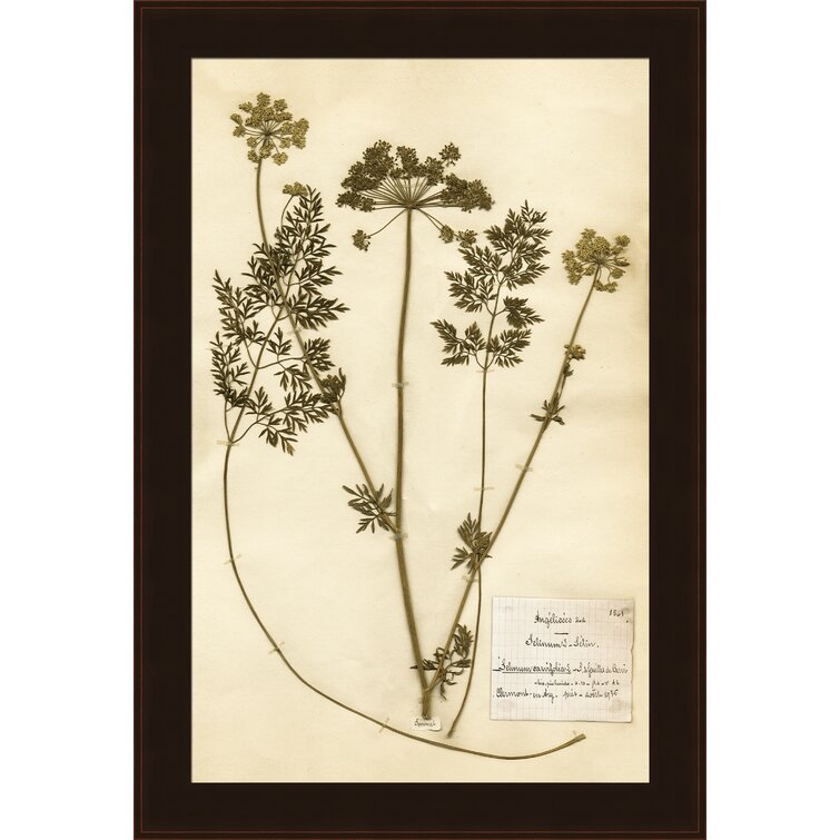 Winston Porter 'Herbarium' Framed Graphic Art Print | Wayfair