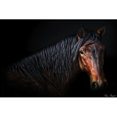 Portrait de cheval VII