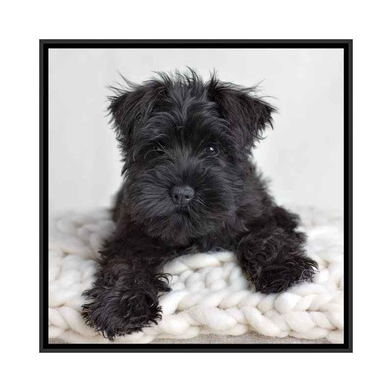Neddy by Rachael Hale - Print on Canvas, 93.98 cm H x 93.98 cm W, Black Framed