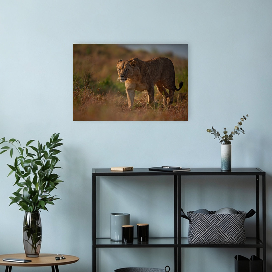 Majestic Lioness Walk Serene Contemporary Cat Lion Nature Wildlife Wall Art Print