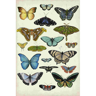 " Butterfly Taxonomy I " by Naomi McCavitt