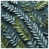 Medium Green Light Gray