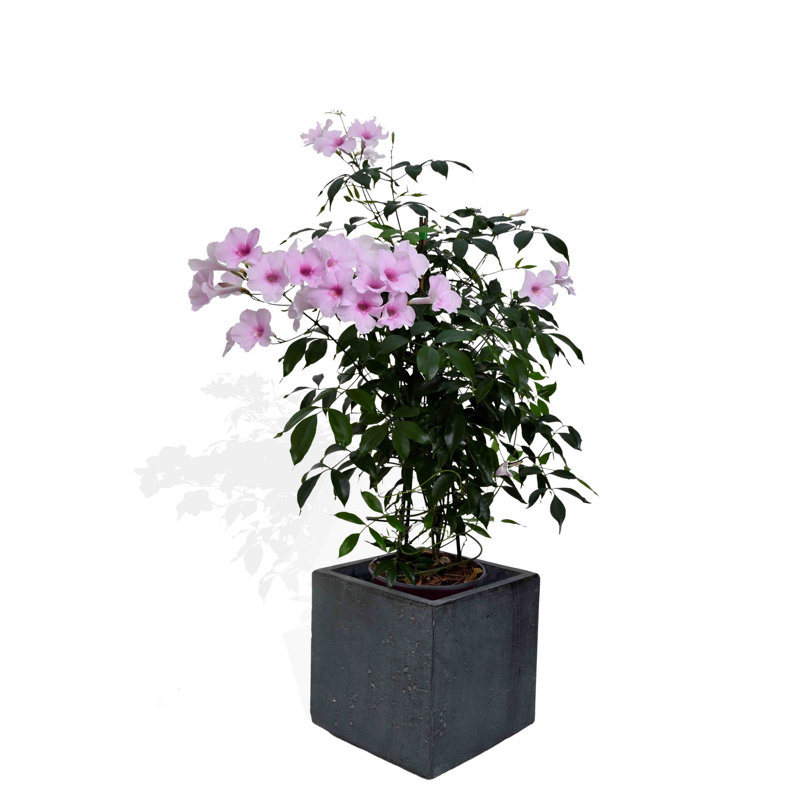 Lidewij Planter Box, 41cm H x 40cm W x 40cm D