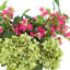 Hydrangeas and Buds in Glass Vase