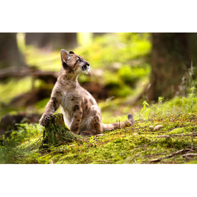 Little Cougar Cub by Redmich - Wrapped Canvas Print