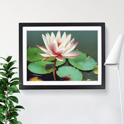 Serene Water Lily Flower - Framed Print