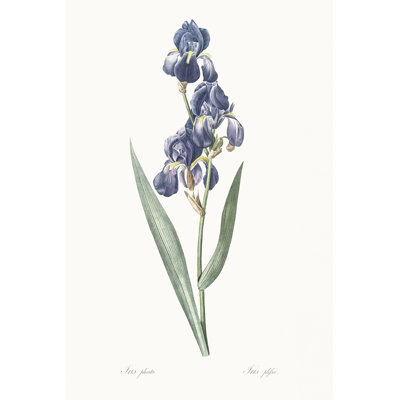 «Delicate Iris V On Canvas» par Pierre Redoute, reproduction