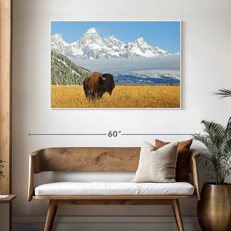 Grand Teton Bison Bull, Cadre flottant blanc, 46 po x 31 po