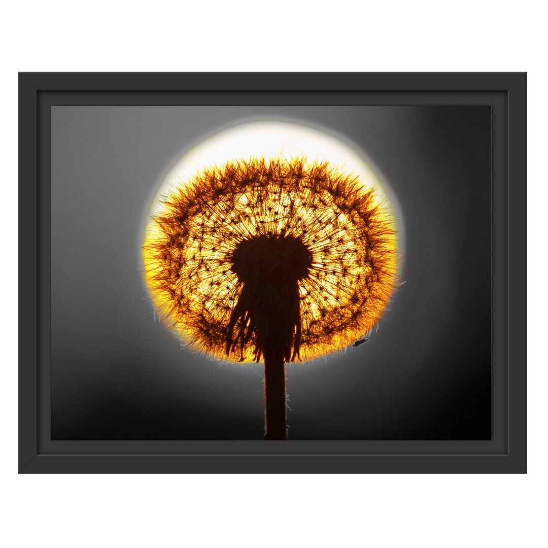 Gerahmtes Wandbild Pusteblume vor untergehender Sonne