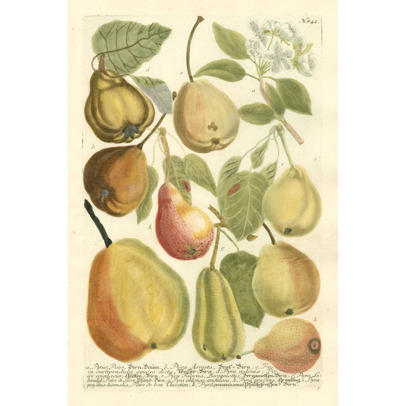 Plentiful Pears II by Johann Weinmann - No Frame Print on Canvas, 91cm H x 61cm W