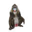 Mandrill assis