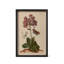 Jardin Boheme Botanical Prints