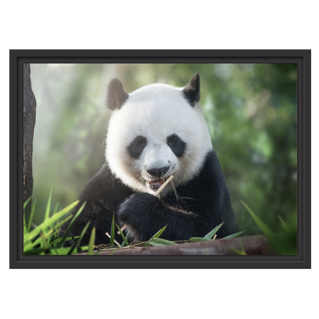 Gerahmtes Wandbild Niedlicher Panda isst Bambus