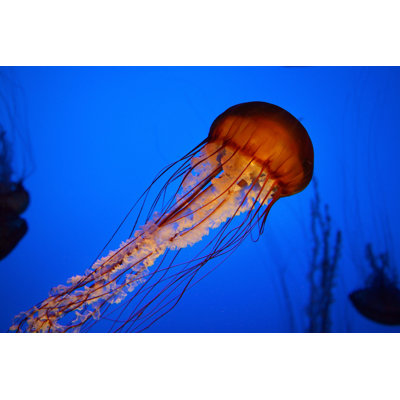 Jellyfish by Cristianl - Wrapped Canvas Print