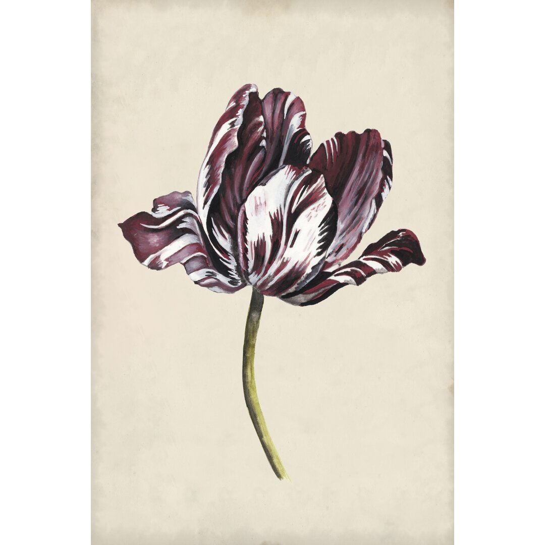 Leinwandbild Antique Tulip Study I von Naomi McCavitt