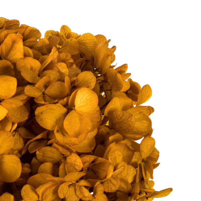 Natural Botanicals 15" Hydrangea with Multiple Branch Segments, Preserved, Aspen Gold