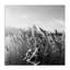 «Tall Grass Lake Water Landscape» par Sarah Jane - photographie-105290655-105290658