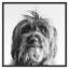 Puppy Eyes 2 Print by Pearson, Victoria-895820214-895820215