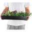 Plante grasse artificielle 3 po en pot