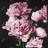 peonies - 32"x32" art on canvas