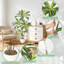 9.84cm Plant-2030584637