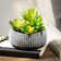Darwen 6'' Faux Succulent in Cement Planter