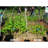 Bamboo Garden Accents Accessories
