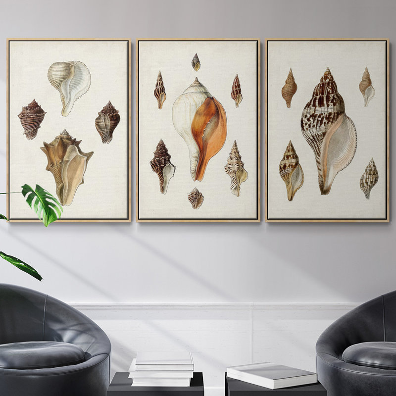 Sowerby Shells IV, ensemble de 3 toiles encadrées sur toile, Naturel, H 40 po x l 78 po