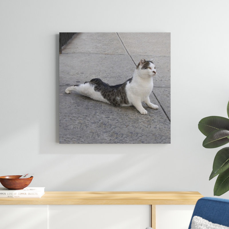 Cat Yoga VI, H 30 po x l 30 po
