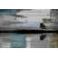 «Juneau Tree Reflection» par Parvez Taj, reproduction sur bois-196277281