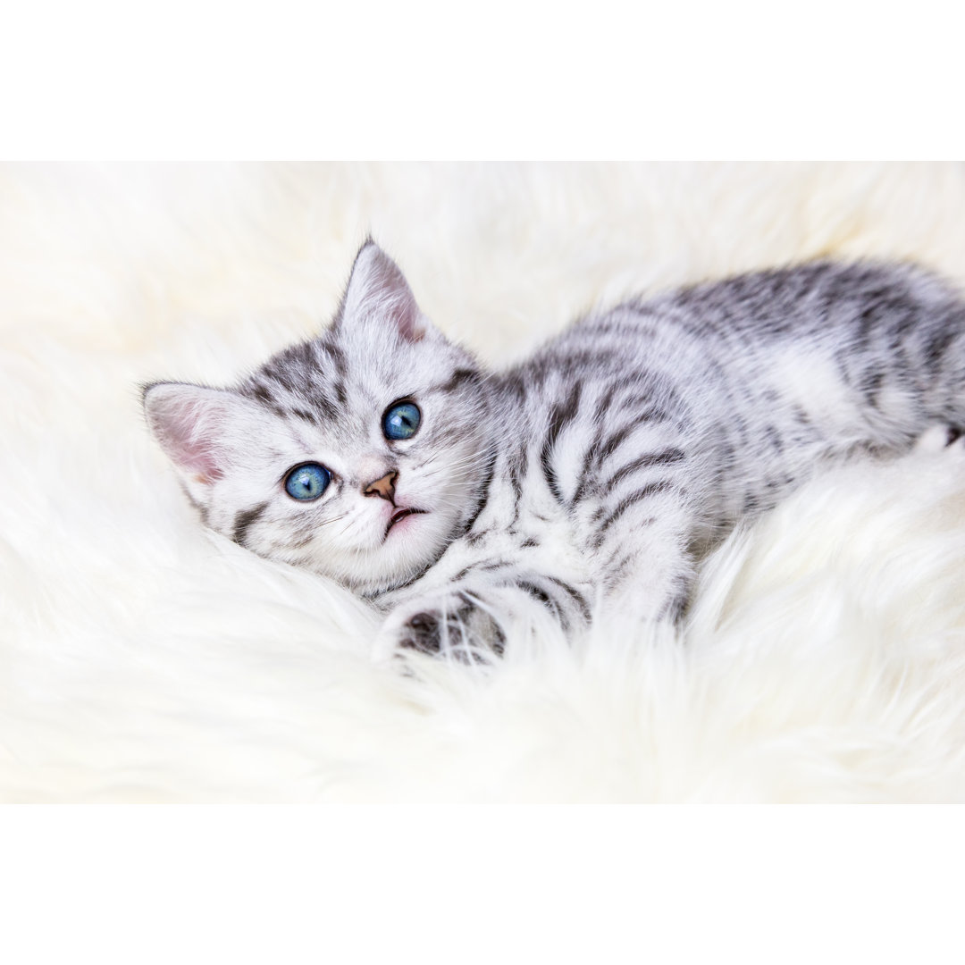 Young Silver Tabby - Wrapped Canvas Kunstdrucke