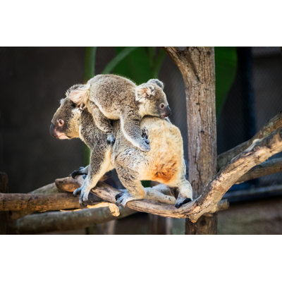 Koala Bear by Appfind - Wrapped Canvas Print
