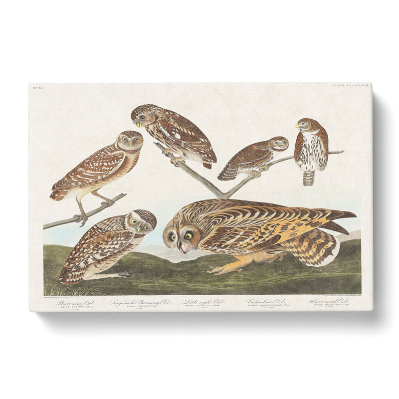Selection Of Owls by John Audubon - Wrapped Canvas Painting, 40cm H x 60cm W x 3cm D