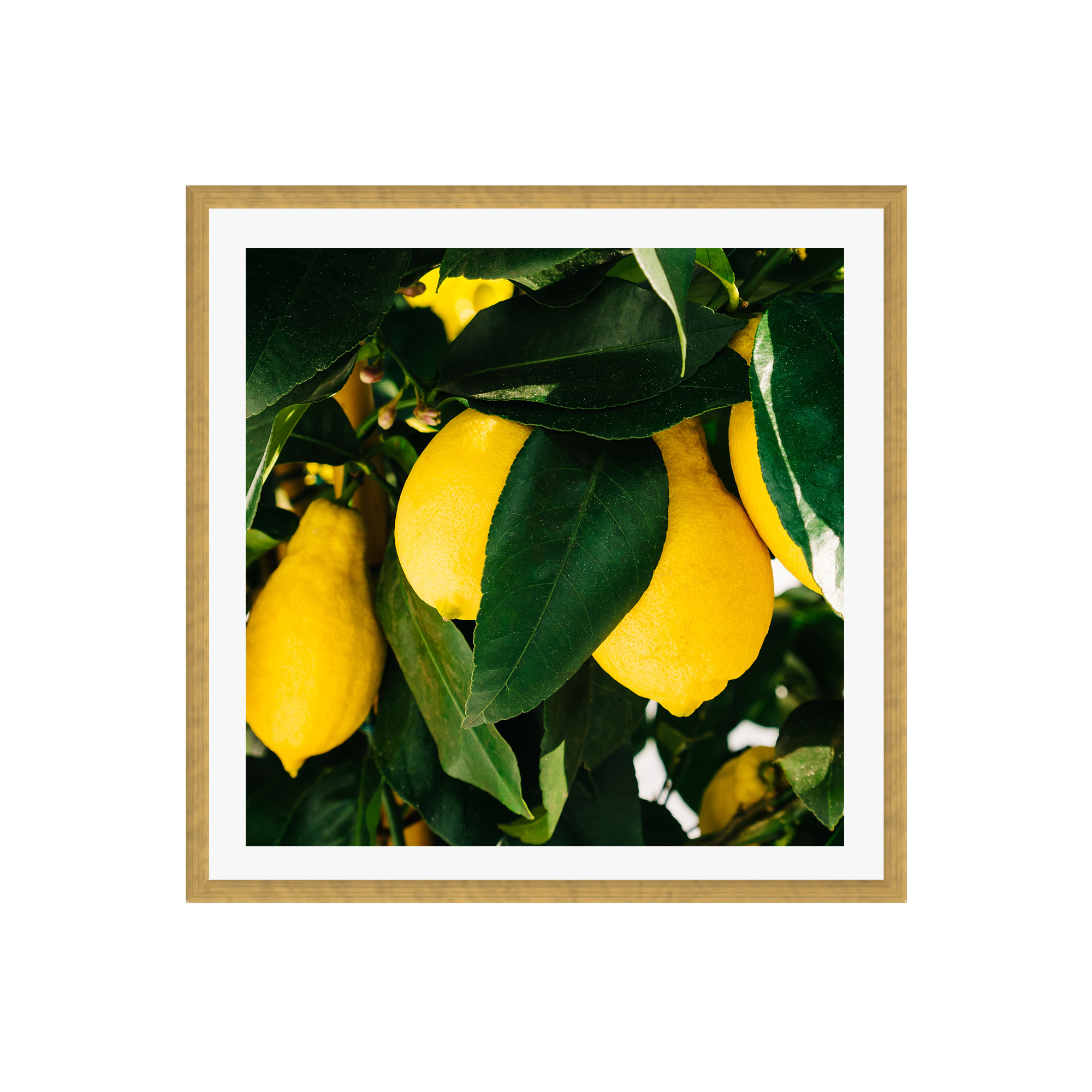 Amalfi Coast Lemons by Bethany Young Photography, No, Gold Floater Framed, 12" H x 12" W x 2" D