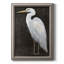 " White Heron Portrait II "-924232800