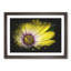 Yellow Gerbera Flower - Framed Print-56842160-56842163