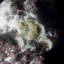 Carolinda Landscape & Nature Crystal