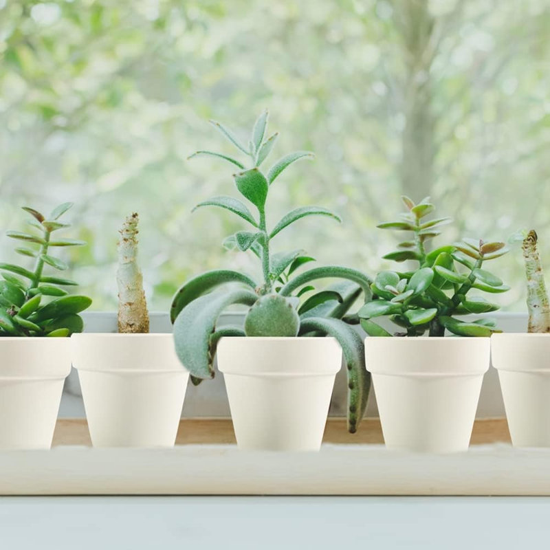 Pots en terre cuite blancs 3 po