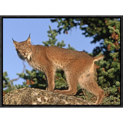 " Canada Lynx Climbing On Rock "