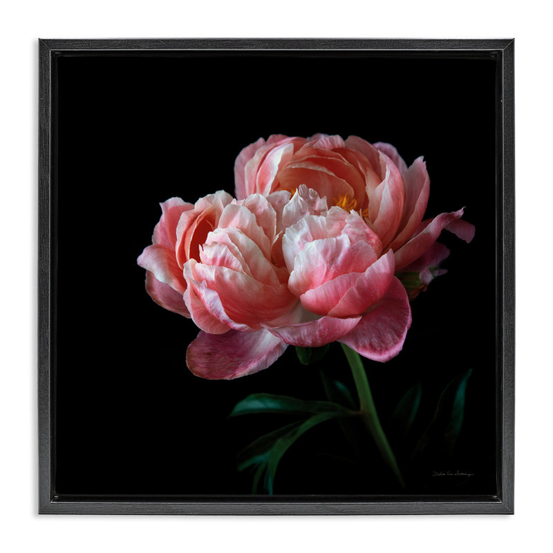 Photographie de rose foncé, H 18 po x l 18 po, Cadre flottant noir de jais