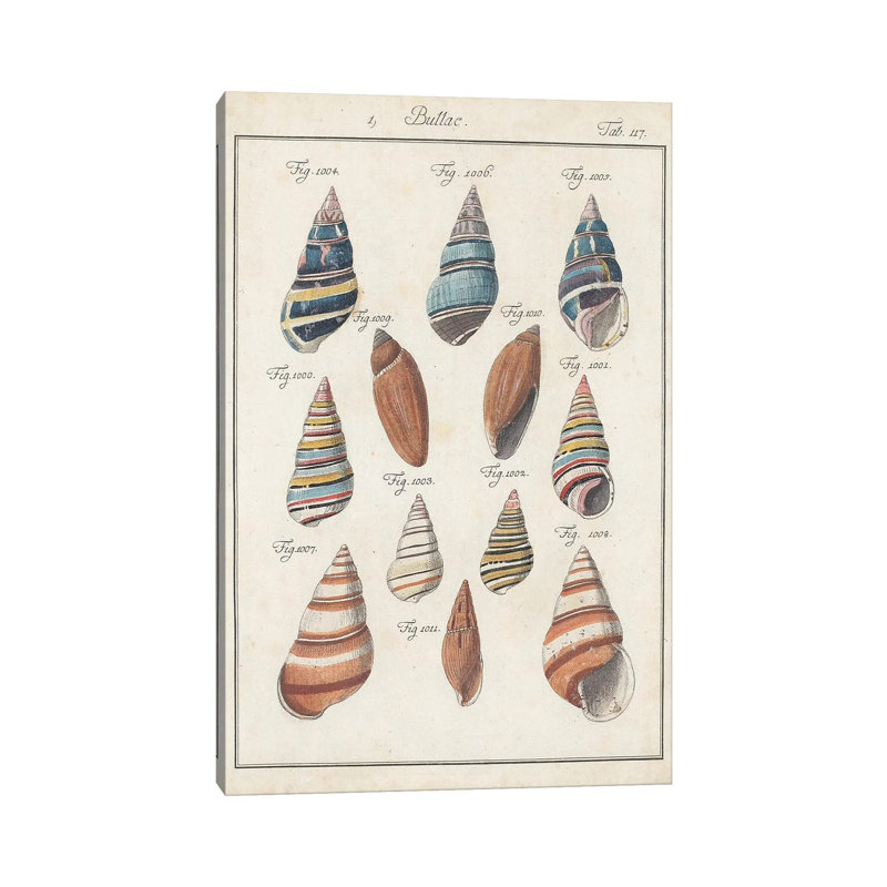 Antique Shell Pair I by Jacques DeSeve - Wrapped Canvas Painting, 20.32 cm H x 30.48 cm W