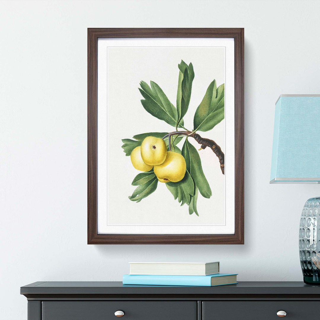 Hawthorn Apple Tree by Giorgio Gallesio - Picture Frame Painting Print