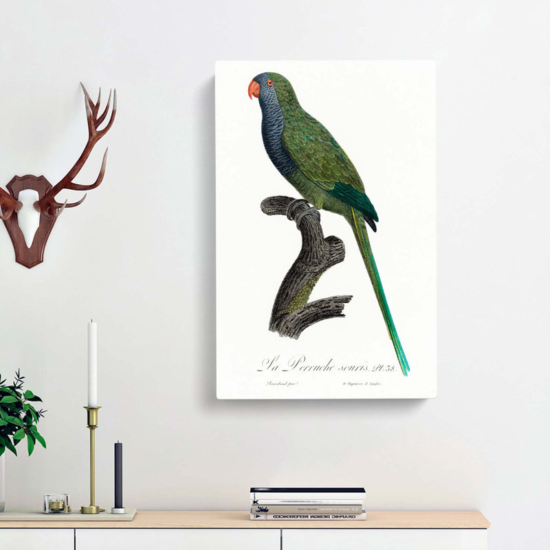 Monk Parakeet by F. Levaillant - Wrapped Canvas Painting, 76cm H x 50cm W x 3cm D