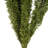 8'' Plant