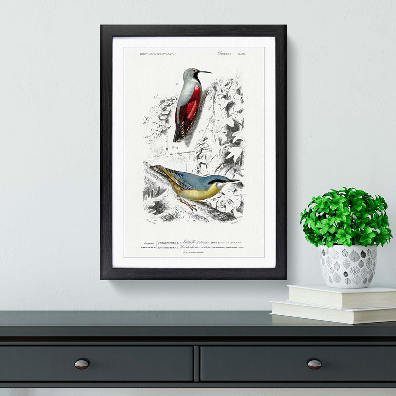 Bird Illustrations PL. 16 by Charles d Orbigny - Framed Print, 45cm H x 33cm W x 2cm D, Black Framed