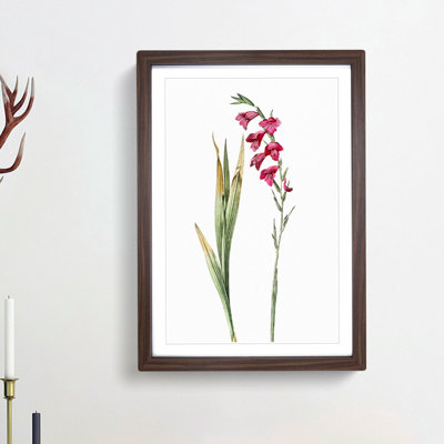 Pink Gladiolus Flowers by Pierre-Joseph Redoute - Picture Frame Painting Print