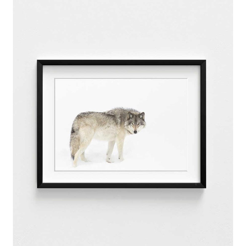 Timber Wolf Print: Winter Wildlife Scene (encadré ou non), H 8 po x l 10 po, Black, Blanc