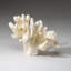 Genuine White Cat's Paw Coral (1 Lb)