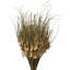 26 plantes
