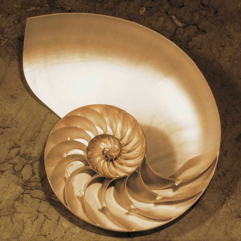 «Chambered Nautilus» par Caroline Kelly - reproduction d'art sur toile tendue, H 12 po x l 12 po